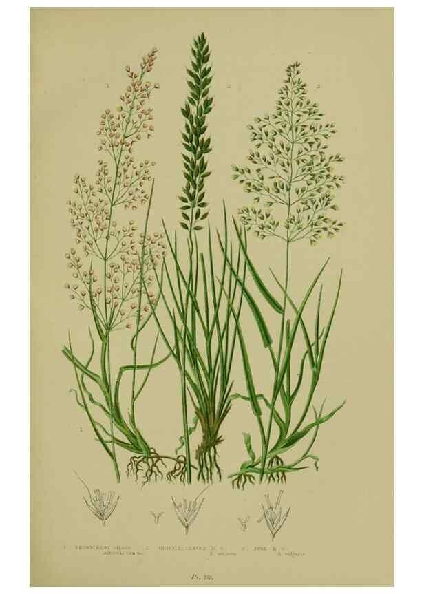 Reproducción/Reproduction 8519543866: The flowering plants, grasses, sedges, & ferns of Great Britain. London,F. Warne,1905.