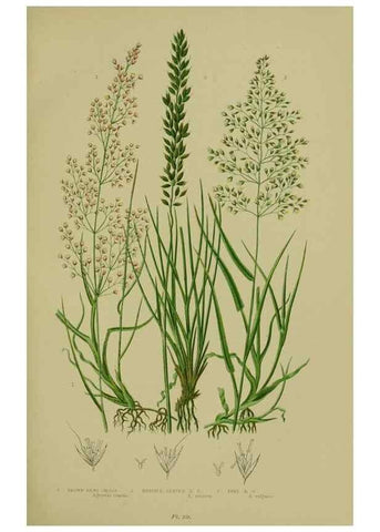 Reproducción/Reproduction 8519543866: The flowering plants, grasses, sedges, & ferns of Great Britain. London,F. Warne,1905.