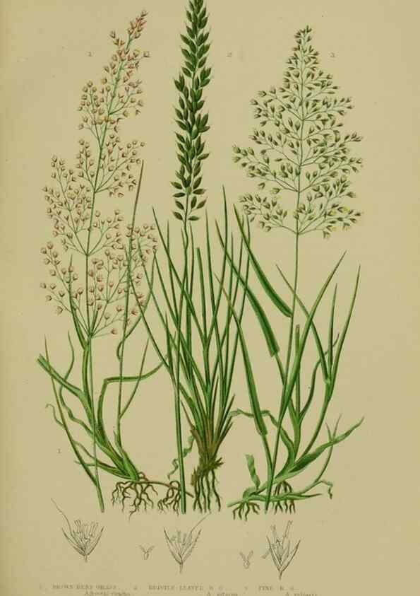 Reproducción/Reproduction 8519543866: The flowering plants, grasses, sedges, & ferns of Great Britain. London,F. Warne,1905.