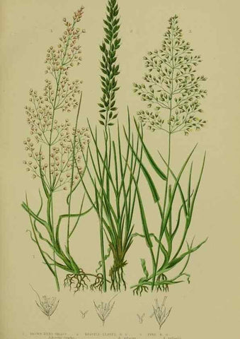 Reproducción/Reproduction 8519543866: The flowering plants, grasses, sedges, & ferns of Great Britain. London,F. Warne,1905.
