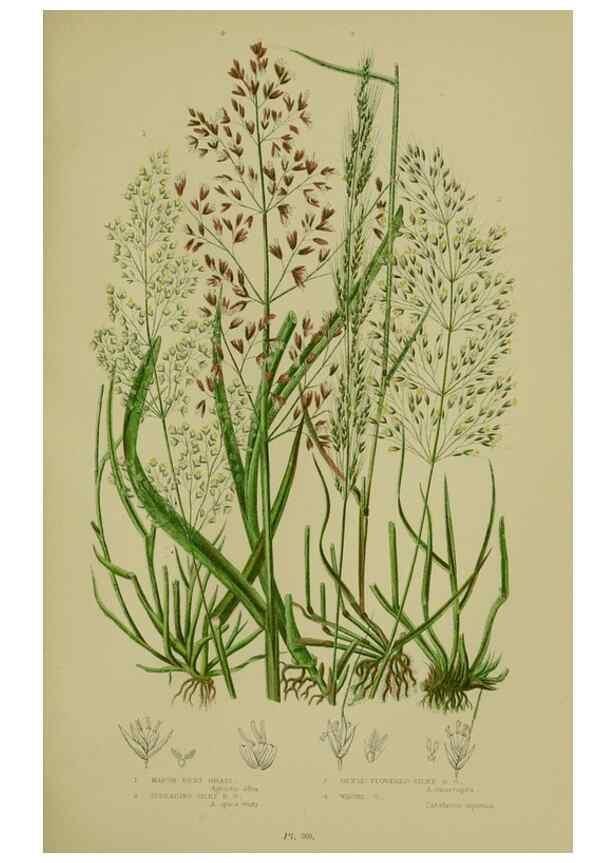 Reproducción/Reproduction 8519544348: The flowering plants, grasses, sedges, & ferns of Great Britain. London,F. Warne,1905.