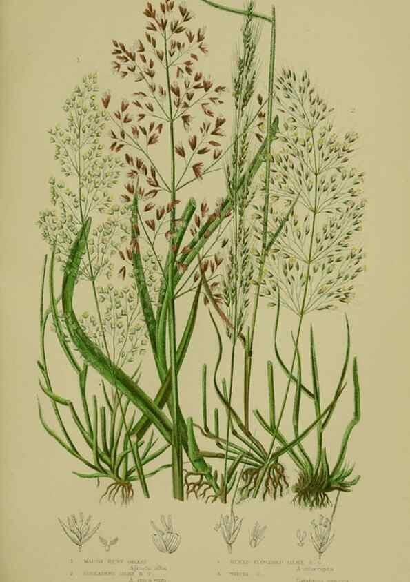 Reproducción/Reproduction 8519544348: The flowering plants, grasses, sedges, & ferns of Great Britain. London,F. Warne,1905.