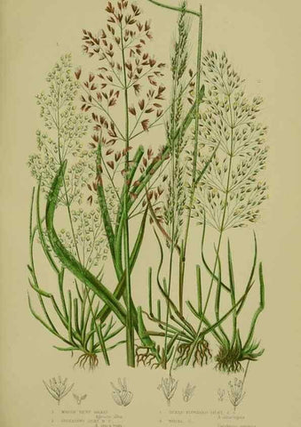 Reproducción/Reproduction 8519544348: The flowering plants, grasses, sedges, & ferns of Great Britain. London,F. Warne,1905.