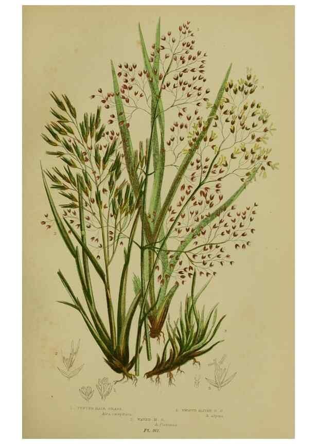 Reproducción/Reproduction 8519544890: The flowering plants, grasses, sedges, & ferns of Great Britain. London,F. Warne,1905.