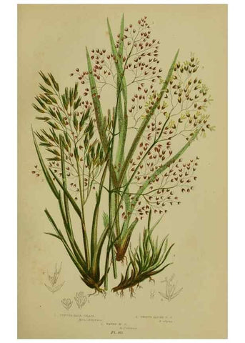Reproducción/Reproduction 8519544890: The flowering plants, grasses, sedges, & ferns of Great Britain. London,F. Warne,1905.
