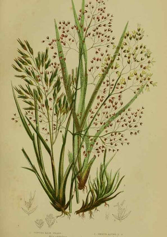 Reproducción/Reproduction 8519544890: The flowering plants, grasses, sedges, & ferns of Great Britain. London,F. Warne,1905.