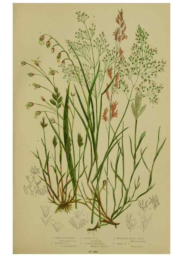 Reproducción/Reproduction 8518432603: The flowering plants, grasses, sedges, & ferns of Great Britain. London,F. Warne,1905.