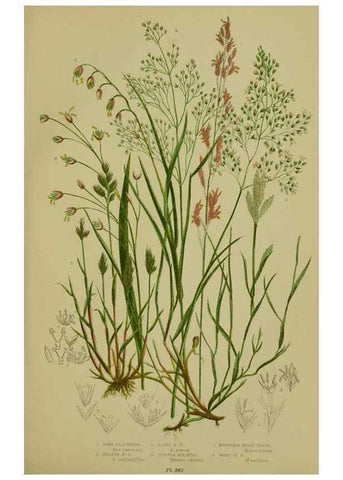 Reproducción/Reproduction 8518432603: The flowering plants, grasses, sedges, & ferns of Great Britain. London,F. Warne,1905.