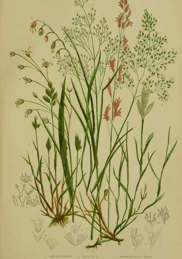 Reproducción/Reproduction 8518432603: The flowering plants, grasses, sedges, & ferns of Great Britain. London,F. Warne,1905.