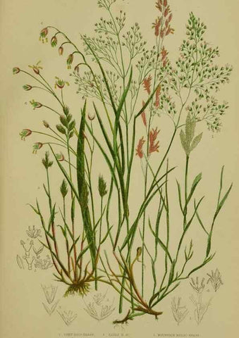 Reproducción/Reproduction 8518432603: The flowering plants, grasses, sedges, & ferns of Great Britain. London,F. Warne,1905.