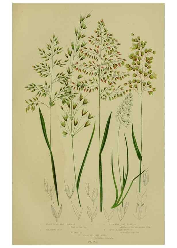 Reproducción/Reproduction 8519545892: The flowering plants, grasses, sedges, & ferns of Great Britain. London,F. Warne,1905.