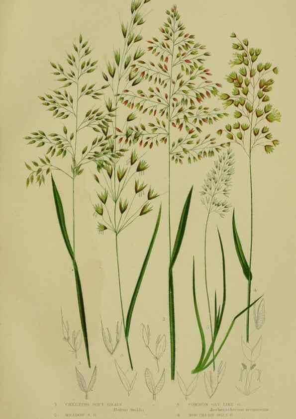 Reproducción/Reproduction 8519545892: The flowering plants, grasses, sedges, & ferns of Great Britain. London,F. Warne,1905.