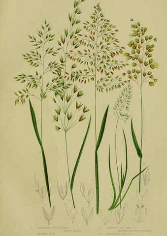 Reproducción/Reproduction 8519545892: The flowering plants, grasses, sedges, & ferns of Great Britain. London,F. Warne,1905.