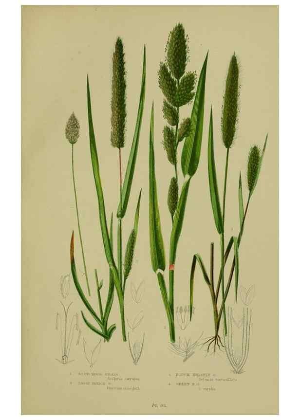 Reproducción/Reproduction 8518433797: The flowering plants, grasses, sedges, & ferns of Great Britain. London,F. Warne,1905.