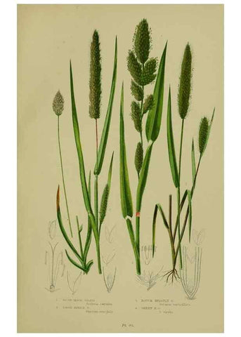 Reproducción/Reproduction 8518433797: The flowering plants, grasses, sedges, & ferns of Great Britain. London,F. Warne,1905.