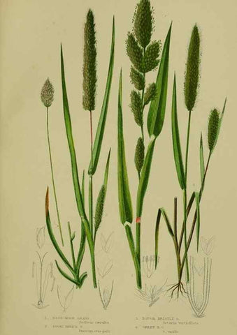 Reproducción/Reproduction 8518433797: The flowering plants, grasses, sedges, & ferns of Great Britain. London,F. Warne,1905.