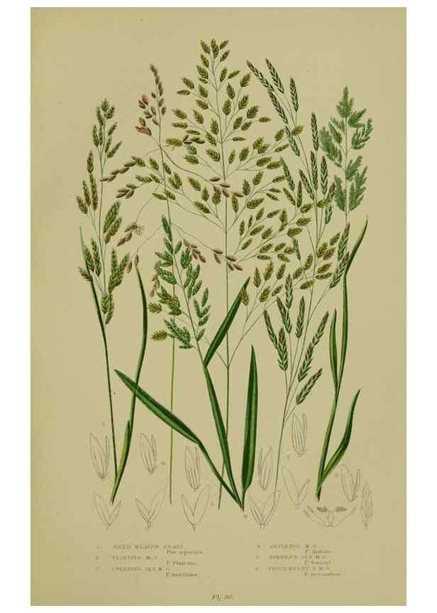 Reproducción/Reproduction 8519547080: The flowering plants, grasses, sedges, & ferns of Great Britain. London,F. Warne,1905.