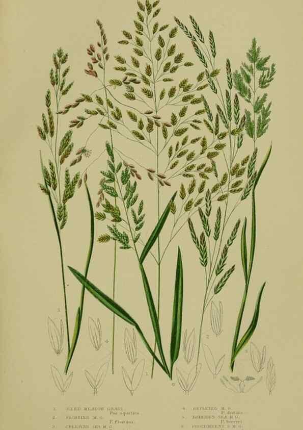 Reproducción/Reproduction 8519547080: The flowering plants, grasses, sedges, & ferns of Great Britain. London,F. Warne,1905.
