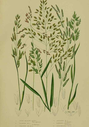 Reproducción/Reproduction 8519547080: The flowering plants, grasses, sedges, & ferns of Great Britain. London,F. Warne,1905.