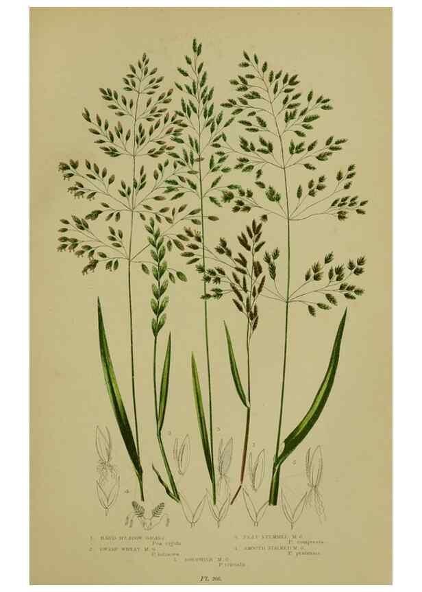 Reproducción/Reproduction 8519547784: The flowering plants, grasses, sedges, & ferns of Great Britain. London,F. Warne,1905.