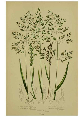 Reproducción/Reproduction 8519547784: The flowering plants, grasses, sedges, & ferns of Great Britain. London,F. Warne,1905.