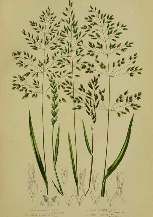 Reproducción/Reproduction 8519547784: The flowering plants, grasses, sedges, & ferns of Great Britain. London,F. Warne,1905.