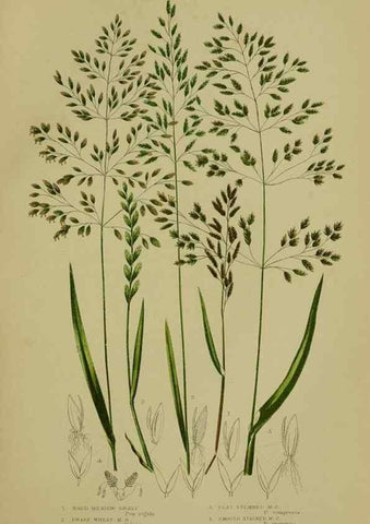 Reproducción/Reproduction 8519547784: The flowering plants, grasses, sedges, & ferns of Great Britain. London,F. Warne,1905.