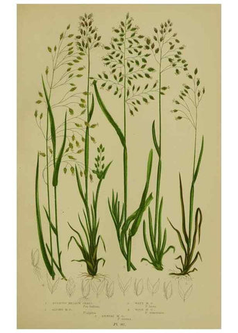 Reproducción/Reproduction 8518435627: The flowering plants, grasses, sedges, & ferns of Great Britain. London,F. Warne,1905.