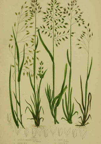 Reproducción/Reproduction 8518435627: The flowering plants, grasses, sedges, & ferns of Great Britain. London,F. Warne,1905.