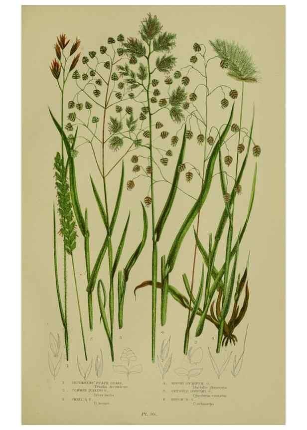 Reproducción/Reproduction 8518436141: The flowering plants, grasses, sedges, & ferns of Great Britain. London,F. Warne,1905.