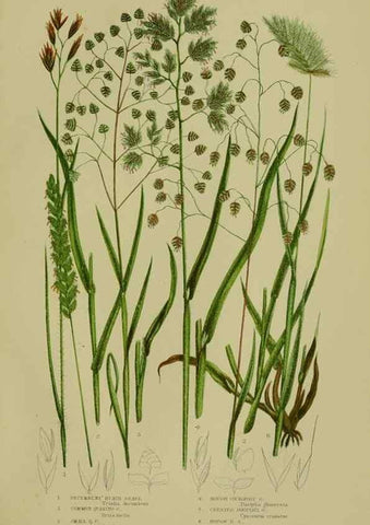 Reproducción/Reproduction 8518436141: The flowering plants, grasses, sedges, & ferns of Great Britain. London,F. Warne,1905.