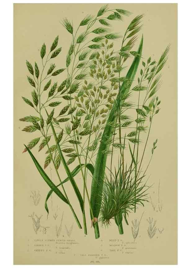 Reproducción/Reproduction 8519549424: The flowering plants, grasses, sedges, & ferns of Great Britain. London,F. Warne,1905.