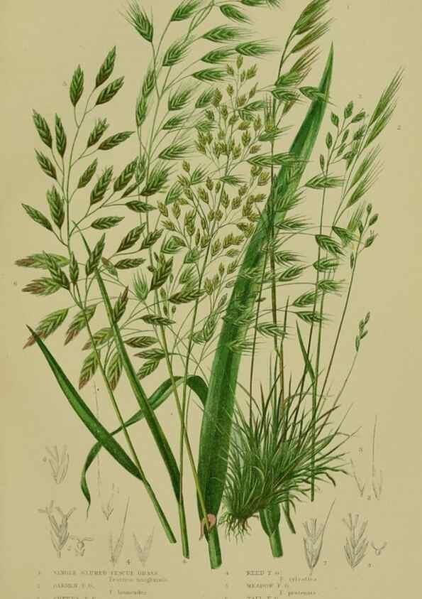 Reproducción/Reproduction 8519549424: The flowering plants, grasses, sedges, & ferns of Great Britain. London,F. Warne,1905.