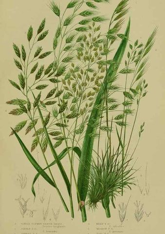 Reproducción/Reproduction 8519549424: The flowering plants, grasses, sedges, & ferns of Great Britain. London,F. Warne,1905.