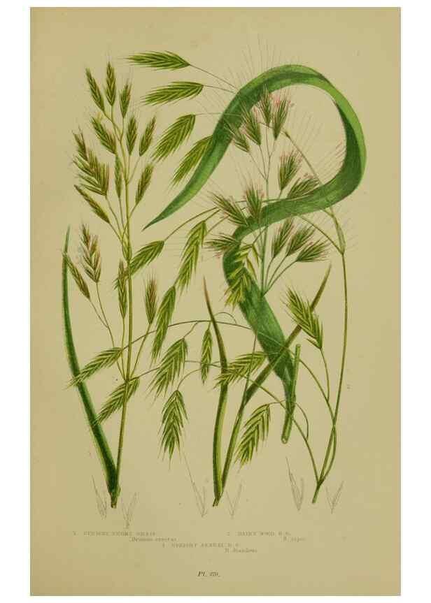 Reproducción/Reproduction 8518437553: The flowering plants, grasses, sedges, & ferns of Great Britain. London,F. Warne,1905.
