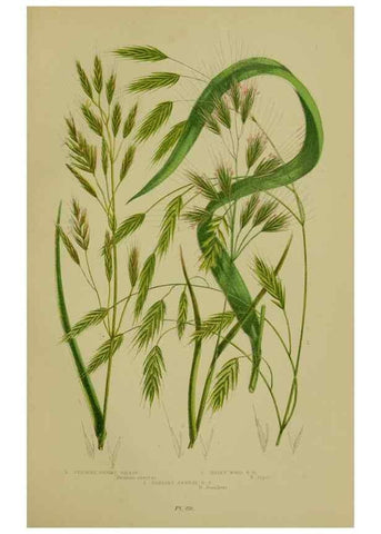 Reproducción/Reproduction 8518437553: The flowering plants, grasses, sedges, & ferns of Great Britain. London,F. Warne,1905.
