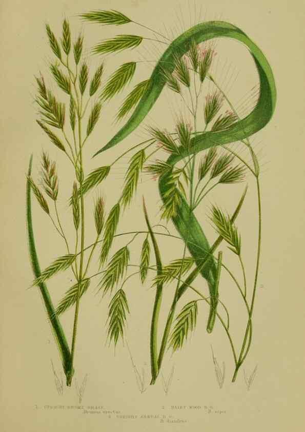Reproducción/Reproduction 8518437553: The flowering plants, grasses, sedges, & ferns of Great Britain. London,F. Warne,1905.