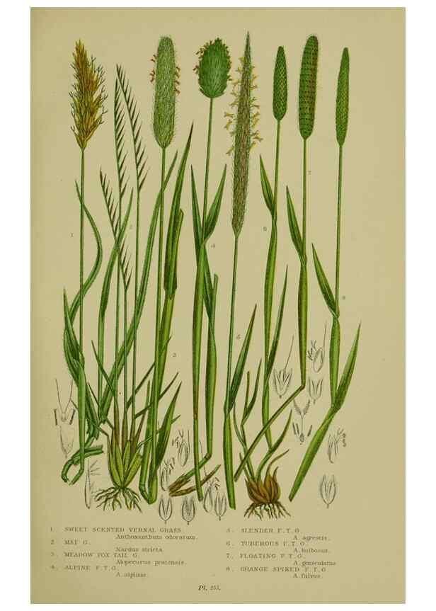 Reproducción/Reproduction 8518428409: The flowering plants, grasses, sedges, & ferns of Great Britain. London,F. Warne,1905.