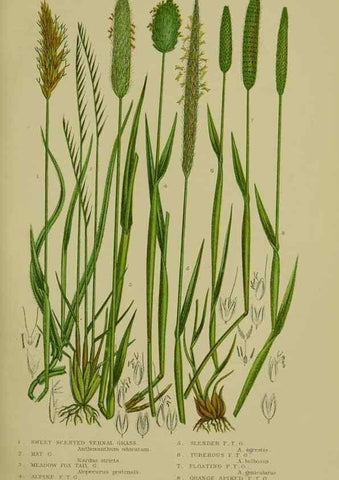 Reproducción/Reproduction 8518428409: The flowering plants, grasses, sedges, & ferns of Great Britain. London,F. Warne,1905.