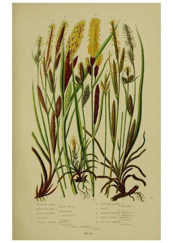 Reproducción/Reproduction 8518427885: The flowering plants, grasses, sedges, & ferns of Great Britain. London,F. Warne,1905.
