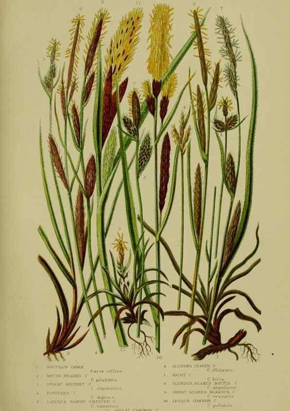 Reproducción/Reproduction 8518427885: The flowering plants, grasses, sedges, & ferns of Great Britain. London,F. Warne,1905.
