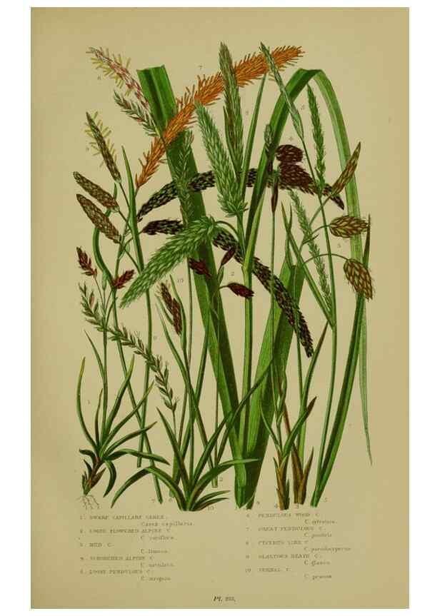 Reproducción/Reproduction 8519540360: The flowering plants, grasses, sedges, & ferns of Great Britain. London,F. Warne,1905.