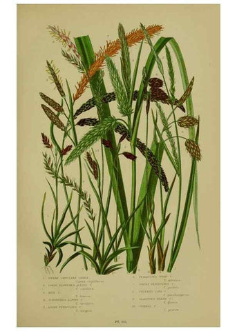 Reproducción/Reproduction 8519540360: The flowering plants, grasses, sedges, & ferns of Great Britain. London,F. Warne,1905.