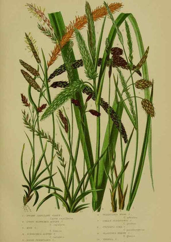 Reproducción/Reproduction 8519540360: The flowering plants, grasses, sedges, & ferns of Great Britain. London,F. Warne,1905.