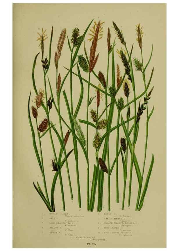 Reproducción/Reproduction 8519539818: The flowering plants, grasses, sedges, & ferns of Great Britain. London,F. Warne,1905.