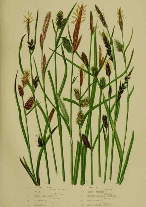 Reproducción/Reproduction 8519539818: The flowering plants, grasses, sedges, & ferns of Great Britain. London,F. Warne,1905.