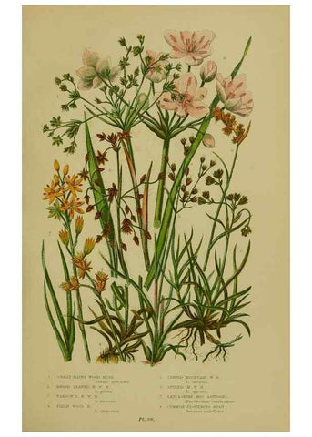 Reproducción/Reproduction 8519528412: The flowering plants, grasses, sedges, & ferns of Great Britain. London,F. Warne,1905.
