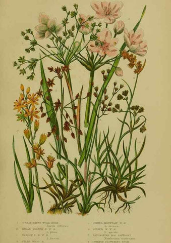 Reproducción/Reproduction 8519528412: The flowering plants, grasses, sedges, & ferns of Great Britain. London,F. Warne,1905.