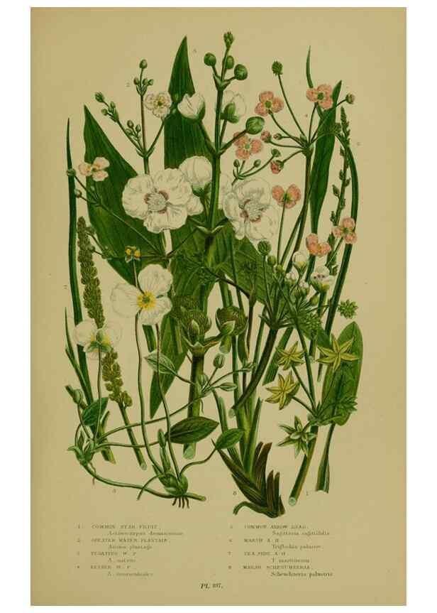 Reproducción/Reproduction 8519529262: The flowering plants, grasses, sedges, & ferns of Great Britain. London,F. Warne,1905.