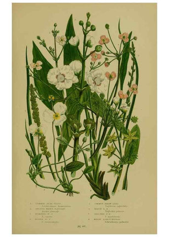 Reproducción/Reproduction 8519529262: The flowering plants, grasses, sedges, & ferns of Great Britain. London,F. Warne,1905.